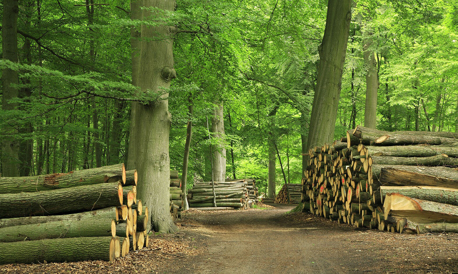 De duurzaamheidsklasse van hout
